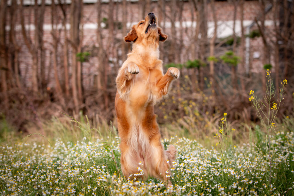 Een golden retriever die in de lucht springt.