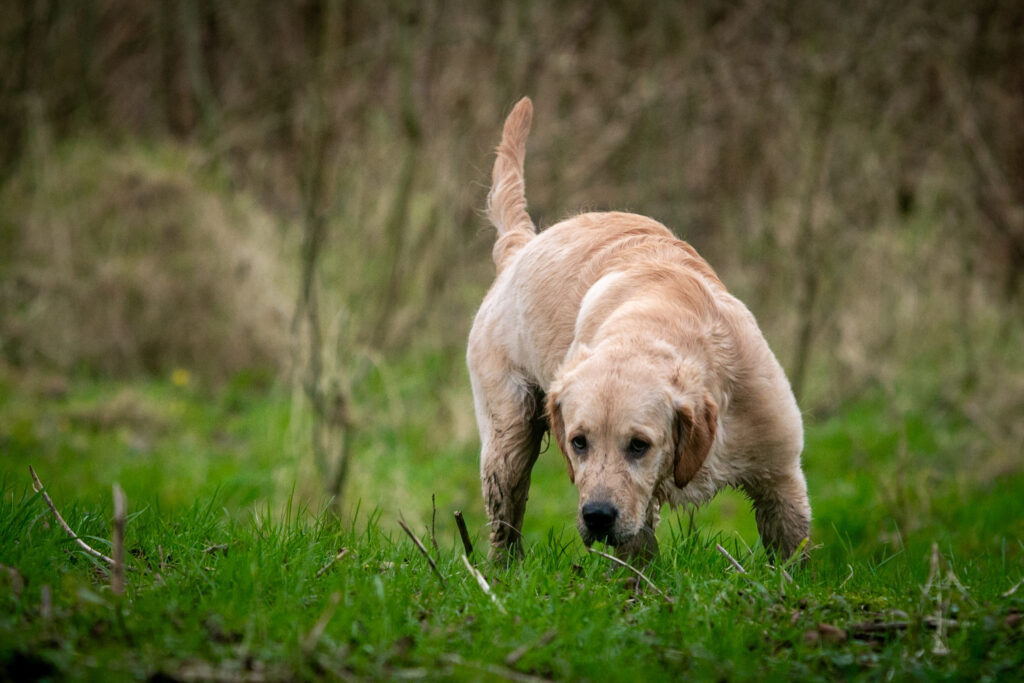 Modder Tess die snuffelt in het gras