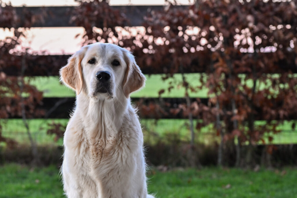 Hoofdfoto van golden retriever Paike.