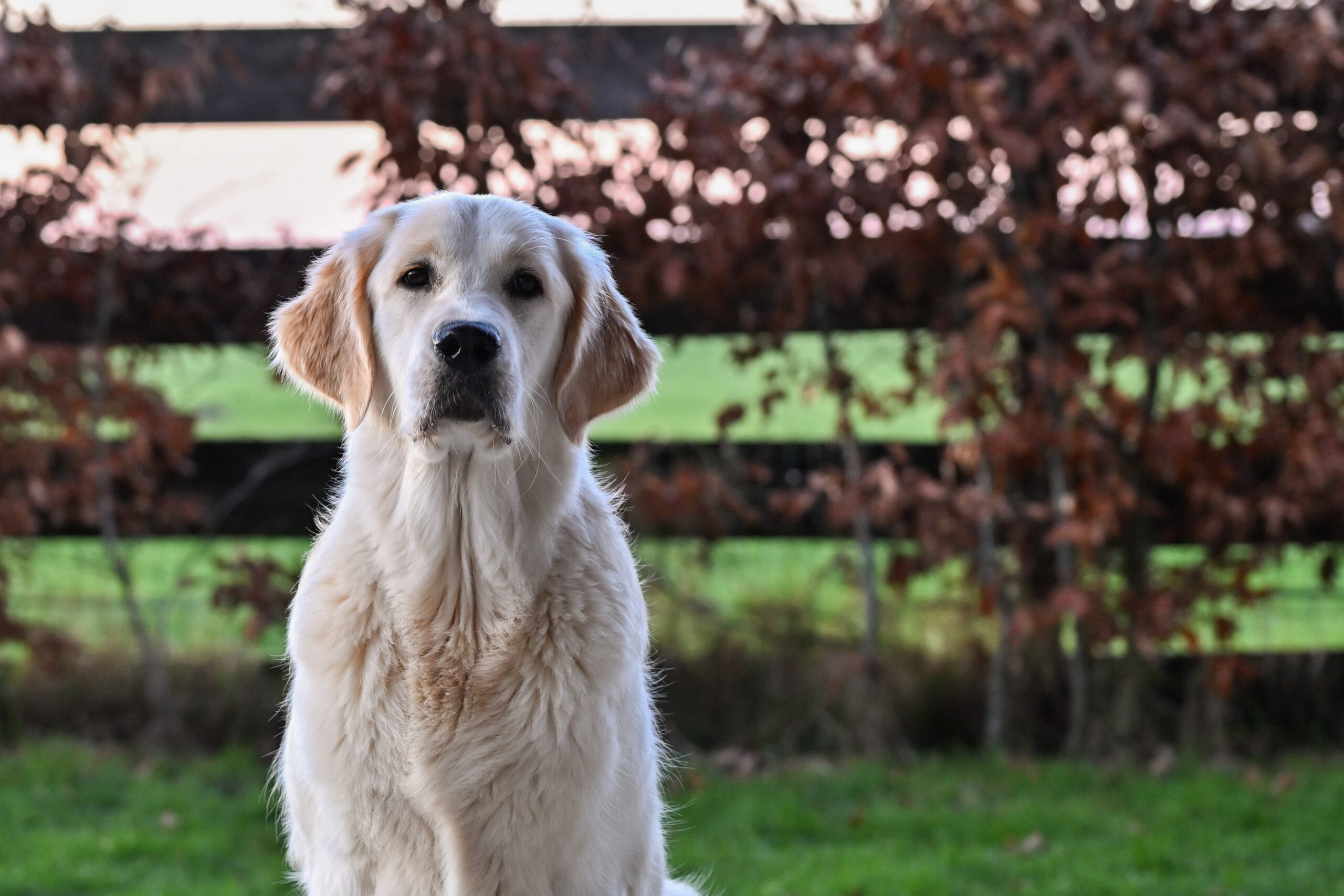 Hoofdfoto van golden retriever Paike.