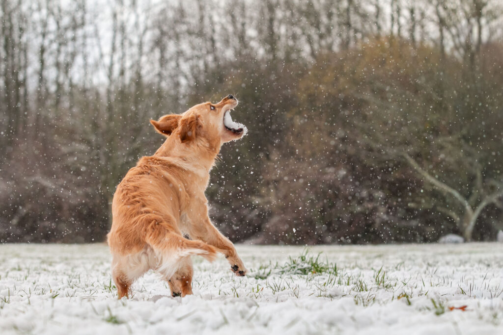 Golden retriever Tess vangt een sneeuwbal.