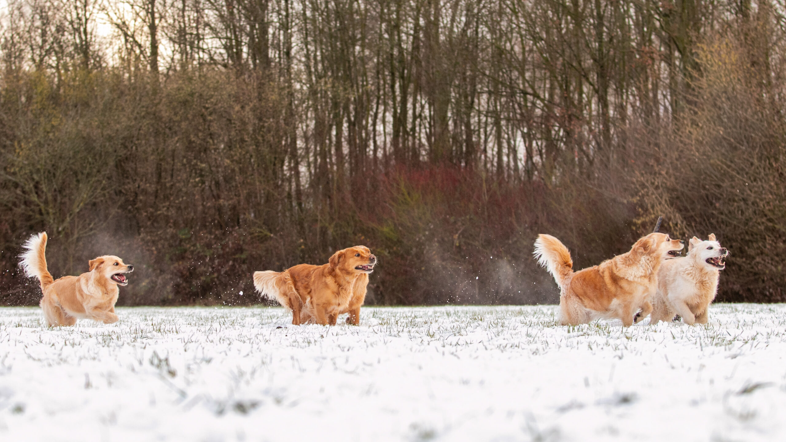 Vijf golden retrievers in de sneeuw die achter elkaar aanrennen